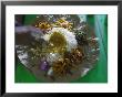 Local Food On Dish, Orissa, India by Keren Su Limited Edition Print