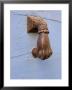 Metal Door Knocker, Arles, Provence, France by Lisa S. Engelbrecht Limited Edition Print