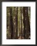 Redwoods, Humboldt County, California, Usa by Ethel Davies Limited Edition Print