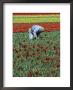 Man Working In Tulip Fields, Near Keukenhof, Holland by Gavin Hellier Limited Edition Print