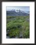 Mossy Fellfield In Paradise Park On 4394M Volcano Mount Rainier, Washington State, Usa by Robert Francis Limited Edition Print