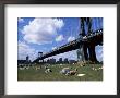 People Sunbathing At A Park In Brooklyn Under The Manhattan Bridge, New York, New York State, Usa by Yadid Levy Limited Edition Print