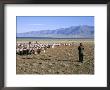 Flock Of Goats, Uureg Nuur Lake, Uvs Province, Mongolia, Central Asia by Bruno Morandi Limited Edition Pricing Art Print