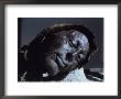 Mummy Of Iron Age Sacrificial Victim, Tolland Man, Denmark, Scandinavia by Christina Gascoigne Limited Edition Print