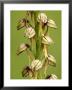 Man Orchid, Flowers Close Up, Uk by David Clapp Limited Edition Pricing Art Print