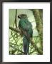Female Resplendent Quetzal Bearing Food For Its Nestlings In A Hollowed Tree by Steve Winter Limited Edition Print