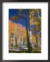 Aspens In Full Color Near The Grand Canyon Lodge by Justin Locke Limited Edition Print