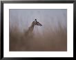 Profile Of A Reticulated Giraffe In The Grass by Jodi Cobb Limited Edition Print