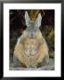A Herbivorous Viscacha Puffs Up Against The Sharp Desert Cold by Joel Sartore Limited Edition Print