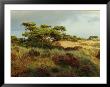 Heathland On The Island Of Hiddensee In The East Sea by Norbert Rosing Limited Edition Print