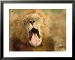 African Lion (Felis Leo), Adult Male Yawning by Elizabeth Delaney Limited Edition Print
