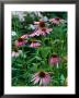 Echinacea Purpurea (Purple Coneflower) by Mark Bolton Limited Edition Print