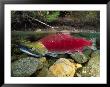 A Red Salmon Fish Swims Through Shallow Water by Paul Nicklen Limited Edition Print