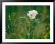 Crested Prickly Poppy Blooms Among Prairie Grasses In South Dakota by Annie Griffiths Belt Limited Edition Print