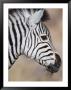 Burchell's Zebra, Etosha National Park, Namibia by Michele Westmorland Limited Edition Print