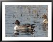 Northern Pintails In A Marsh by George Grall Limited Edition Print