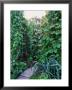 Vegetable & Flower Garden by Sunniva Harte Limited Edition Pricing Art Print