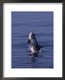 Rissos Dolphin, Breaching, France by Gerard Soury Limited Edition Print