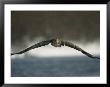 A White-Tailed Sea Eagle In Flight by Klaus Nigge Limited Edition Pricing Art Print