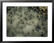 Herd Of African Buffalo On The Move Stirring Up A Dust Cloud by Bobby Haas Limited Edition Print