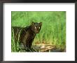 Black Leopard, Panthera Pardus Africa by Alan And Sandy Carey Limited Edition Pricing Art Print