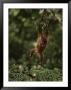 Young Orangutan Swinging From A Tree Branch by Mattias Klum Limited Edition Print