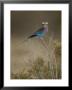 A Lilac Breasted Roller Bird Sitting On A Twig by Tom Murphy Limited Edition Pricing Art Print