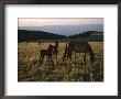 Wild Horses, Including Colts, Graze In A Field by Chris Johns Limited Edition Pricing Art Print