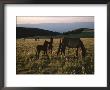Wild Horses, Including Colts, Graze In A Field by Chris Johns Limited Edition Print