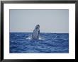 A Humpback Whale Calf Breaches by Jason Edwards Limited Edition Print