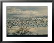 Flock Of Snow Geese In Flight At Twilight by Marc Moritsch Limited Edition Print