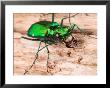 Portrait Of A Six-Spotted Green Tiger Beetle, Cincindela Formosa by George Grall Limited Edition Pricing Art Print