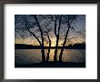 Trees Alongside Jamaica Pond Silhouetted By The Setting Sun by Melissa Farlow Limited Edition Pricing Art Print