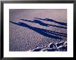 Shadows Of Snow-Boarders At A Ski Resort, Gotland, Sweden by Christian Aslund Limited Edition Print