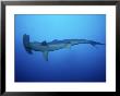 Scalloped Hammerhead Shark, Swimming, Costa Rica by Gerard Soury Limited Edition Print
