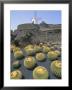 Jardin De Cactus, Near Guatiza, Lanzarote, Canary Islands, Atlantic, Spain, Europe by Hans Peter Merten Limited Edition Print