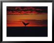 Southern Right Whale, Female, Peninsula Valdes by Gerard Soury Limited Edition Pricing Art Print