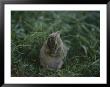 A Baby Cottontail Rabbit Washes Its Face by George F. Mobley Limited Edition Pricing Art Print
