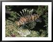 A Close-Up Of A Lionfish (Genus Pterois) Swimming In The Red Sea by Peter Carsten Limited Edition Pricing Art Print