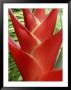 Heleconia, Maui, Hawaii, Usa by Bruce Behnke Limited Edition Print