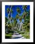 Gravel Road Through Palm Trees, French Polynesia by Jean-Bernard Carillet Limited Edition Print