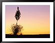 Yucca Plant Silhouetted At Sunset, White Sands National Monument, Usa by John Elk Iii Limited Edition Print
