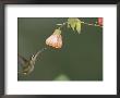 A Tropical Hummingbird Feeds On A Flower by Roy Toft Limited Edition Pricing Art Print