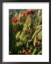 Wildflowers And Grass Tufts In Provence by Nicole Duplaix Limited Edition Pricing Art Print