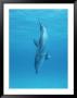 A Spotted Dolphin Does A Nose Dive Off The Coast Of Grand Turk Island by Wolcott Henry Limited Edition Print