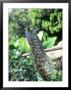 Javan Green Peafowl, Zoo Animal by Stan Osolinski Limited Edition Pricing Art Print