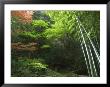 Bamboo Forest, Hokokuji Temple Garden, Kamakura, Kanagawa Prefecture, Japan, Asia by Chris Kober Limited Edition Print