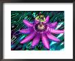 Detail Of Passion Flower On Stained Glass, Alpharetta, Georgia, Usa by Charles R. Needle Limited Edition Pricing Art Print