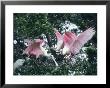 Roseate Spoonbills, Aggressive Behaviour, Texas, Usa by Philippe Henry Limited Edition Print