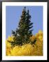 A Conifer Tree Towers Above Aspens In Fall Foliage by David Edwards Limited Edition Print
